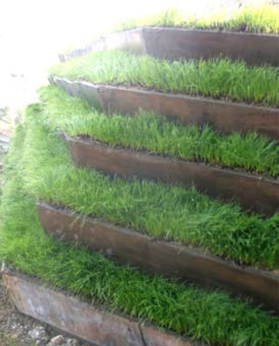 Growing Vegetation in Planters Growing Vegetation in Planters