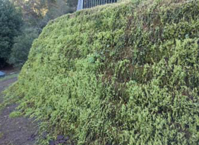The vegetation then grows!!! The vegetation then grows!!!